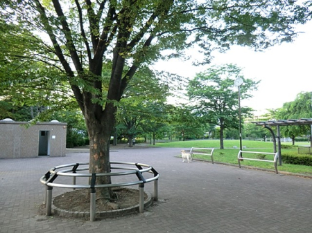 ���ӊ� ���� 550m �l�J���������